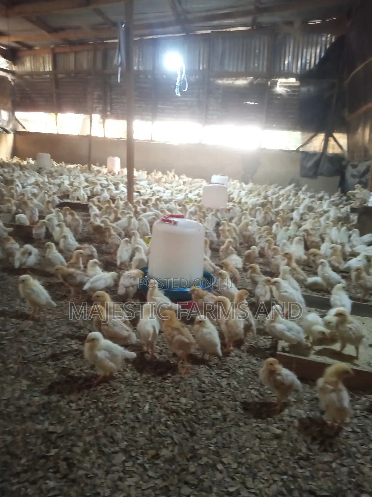 Poultry Feed for 1-4 Weeks Old Chicks