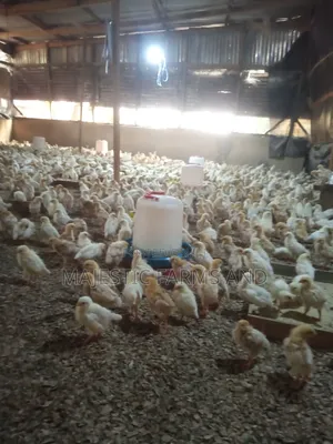 Poultry Feed for 1-4 Weeks Old Chicks