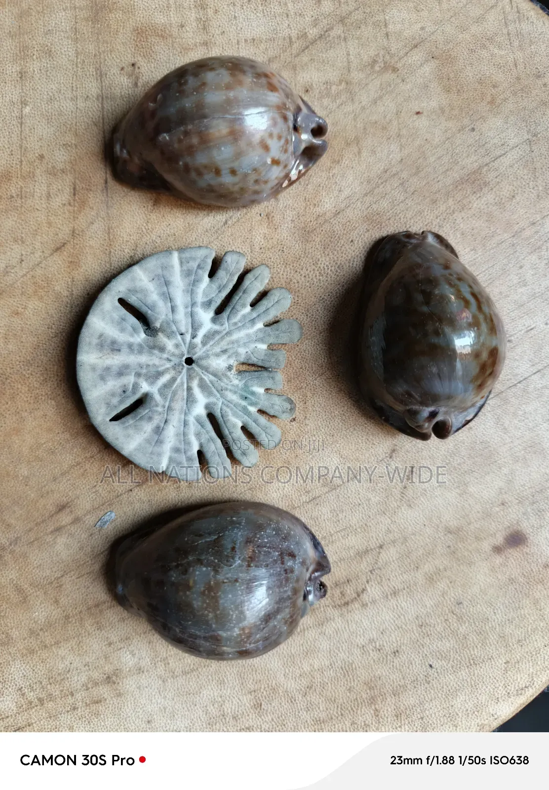 Natural Sea Snail Shells