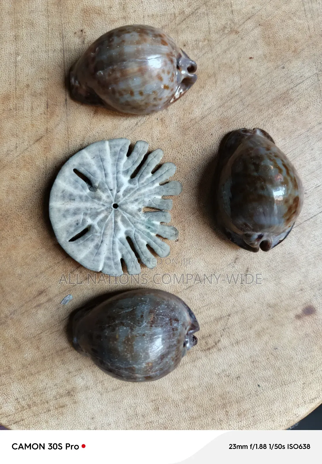 Natural Sea Snail Shells