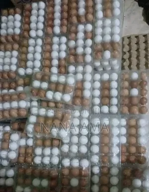 Fresh Farm Eggs Available in Wholesale and Retail