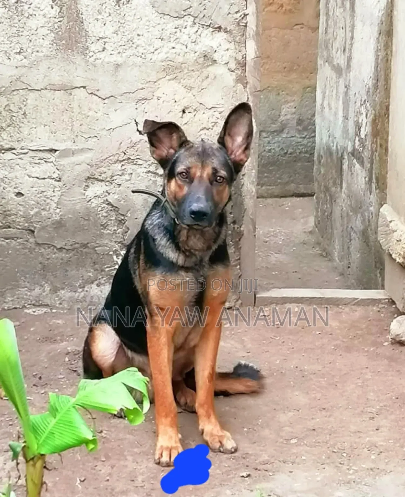 6-12 months Male Purebred German Shepherd