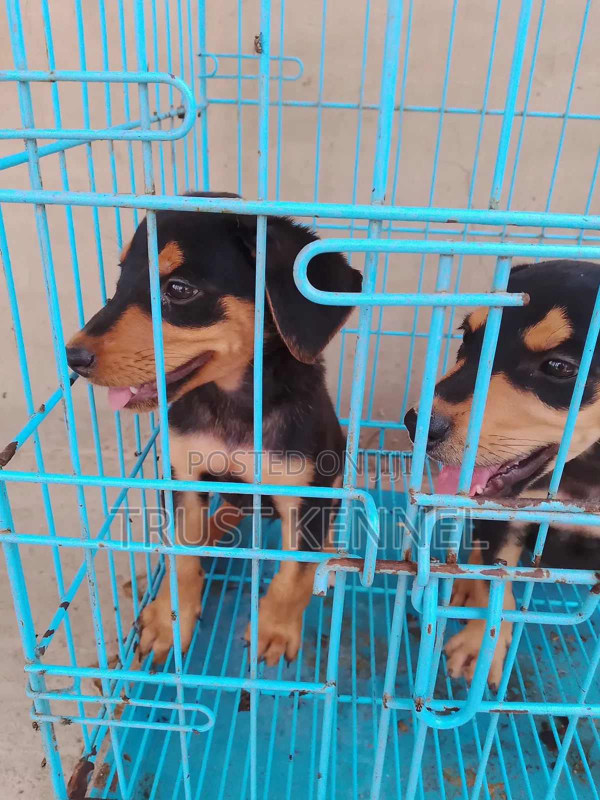 1-3 months Female Purebred Doberman Pinscher