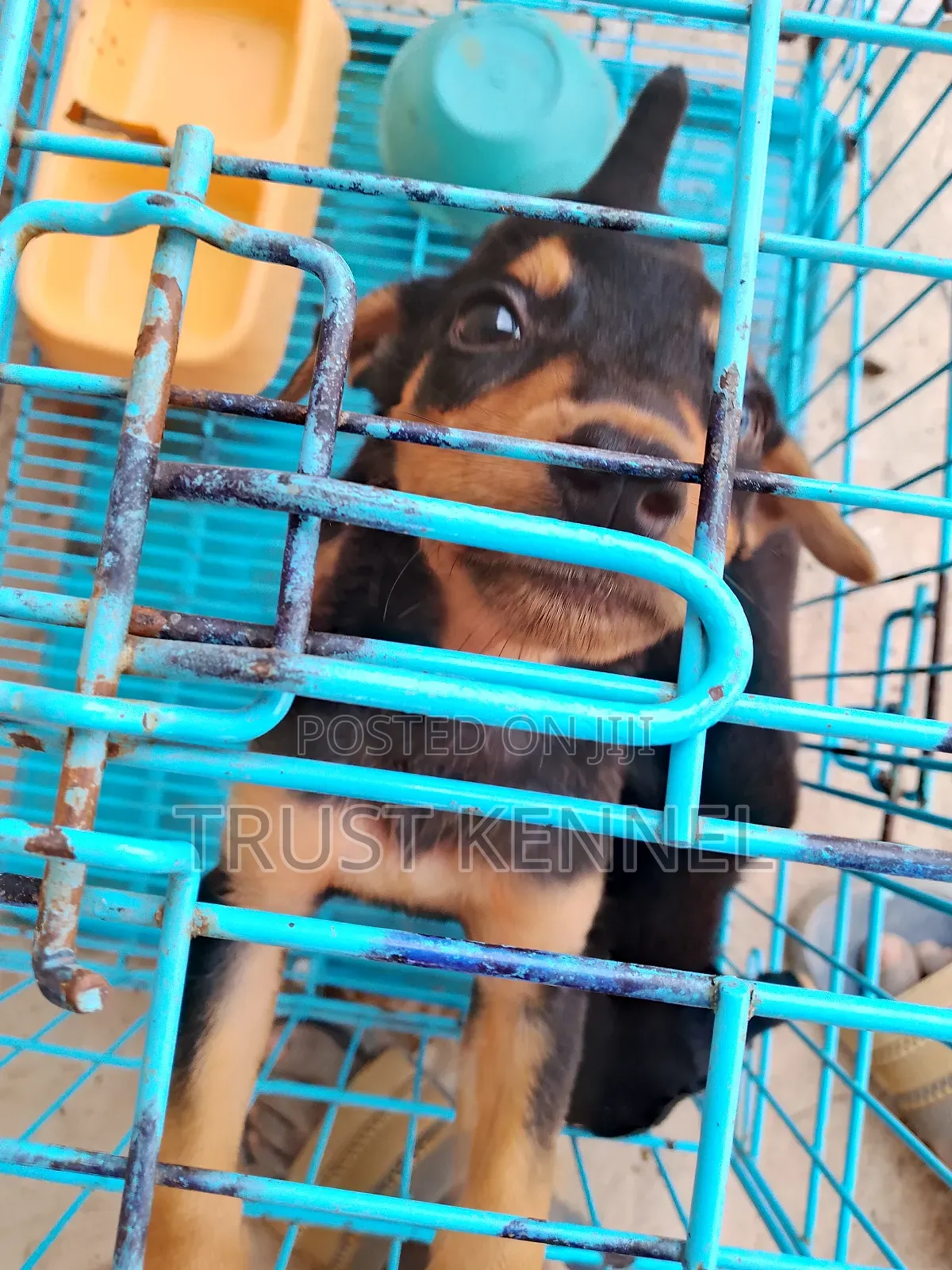 1-3 months Female Purebred Doberman Pinscher