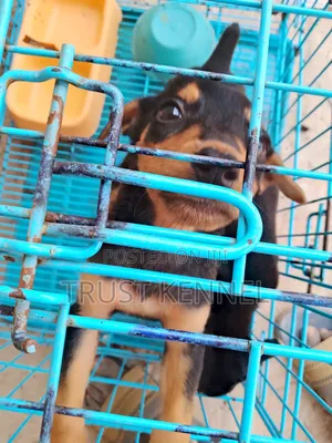 1-3 months Female Purebred Doberman Pinscher