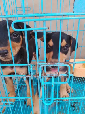 1-3 months Female Purebred Doberman Pinscher