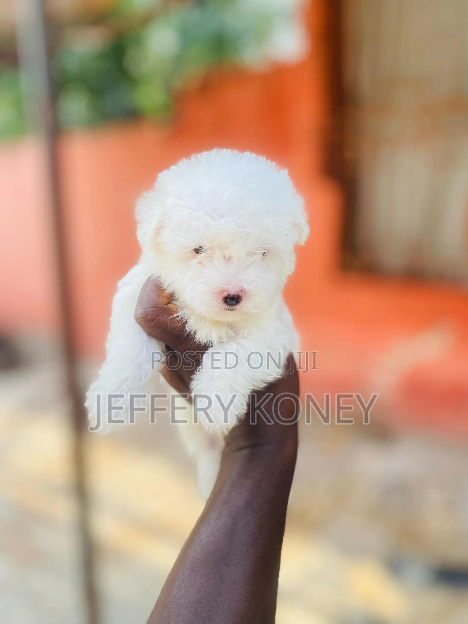 1-3 months Male Purebred Maltese