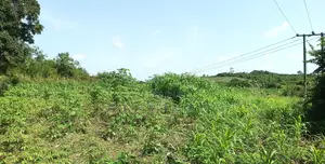 KOFORIDUA (PANTOASE), EASTERN REGN _ 10 Plots Building Land
