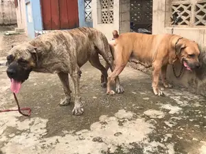 1+ year Male Purebred Boerboel
