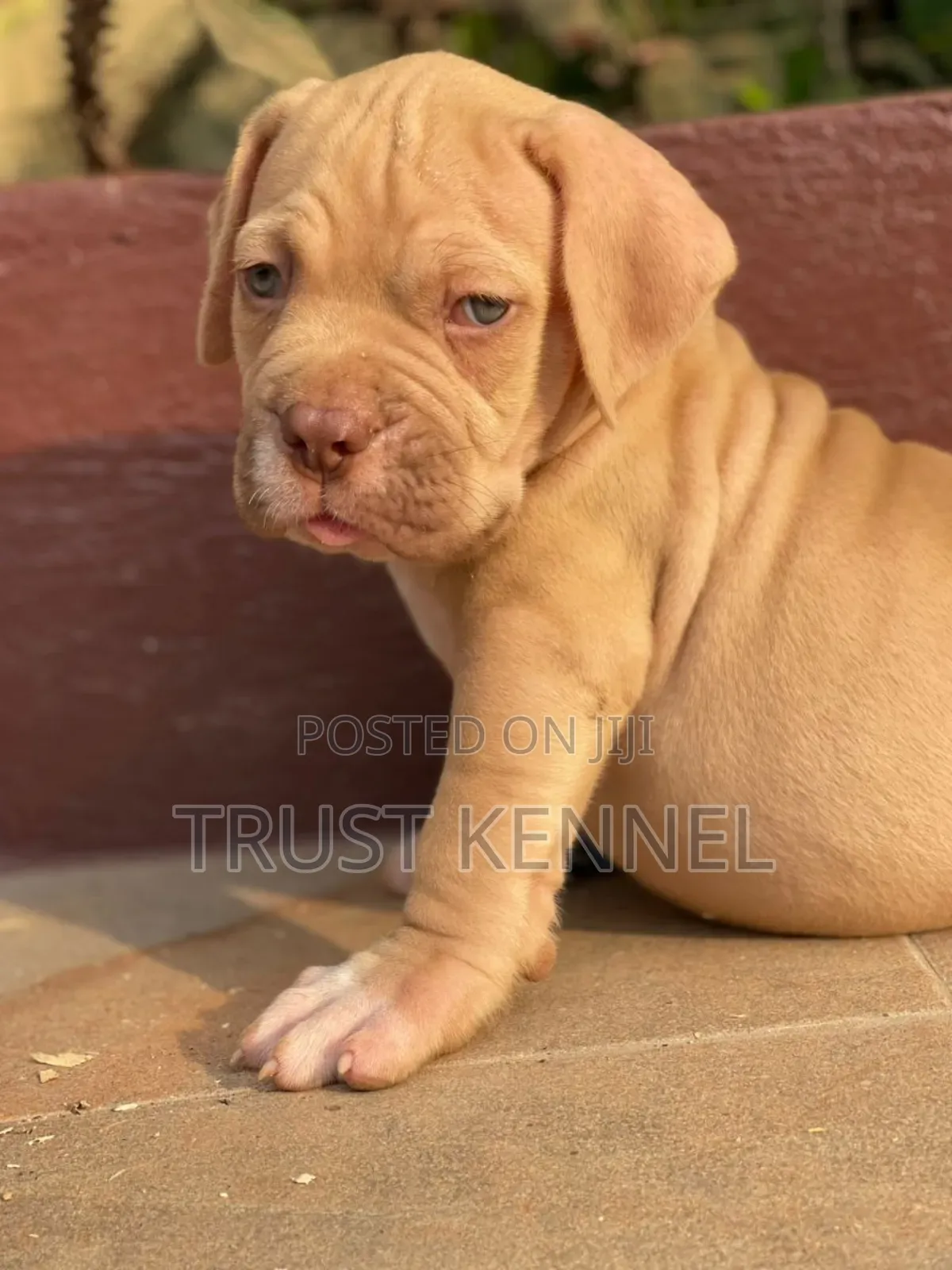1-3 months Female Purebred Boerboel