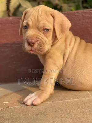 1-3 months Female Purebred Boerboel