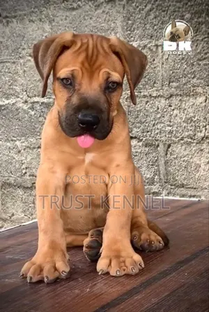 1-3 months Female Purebred Boerboel