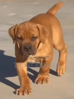1-3 months Female Purebred Boerboel