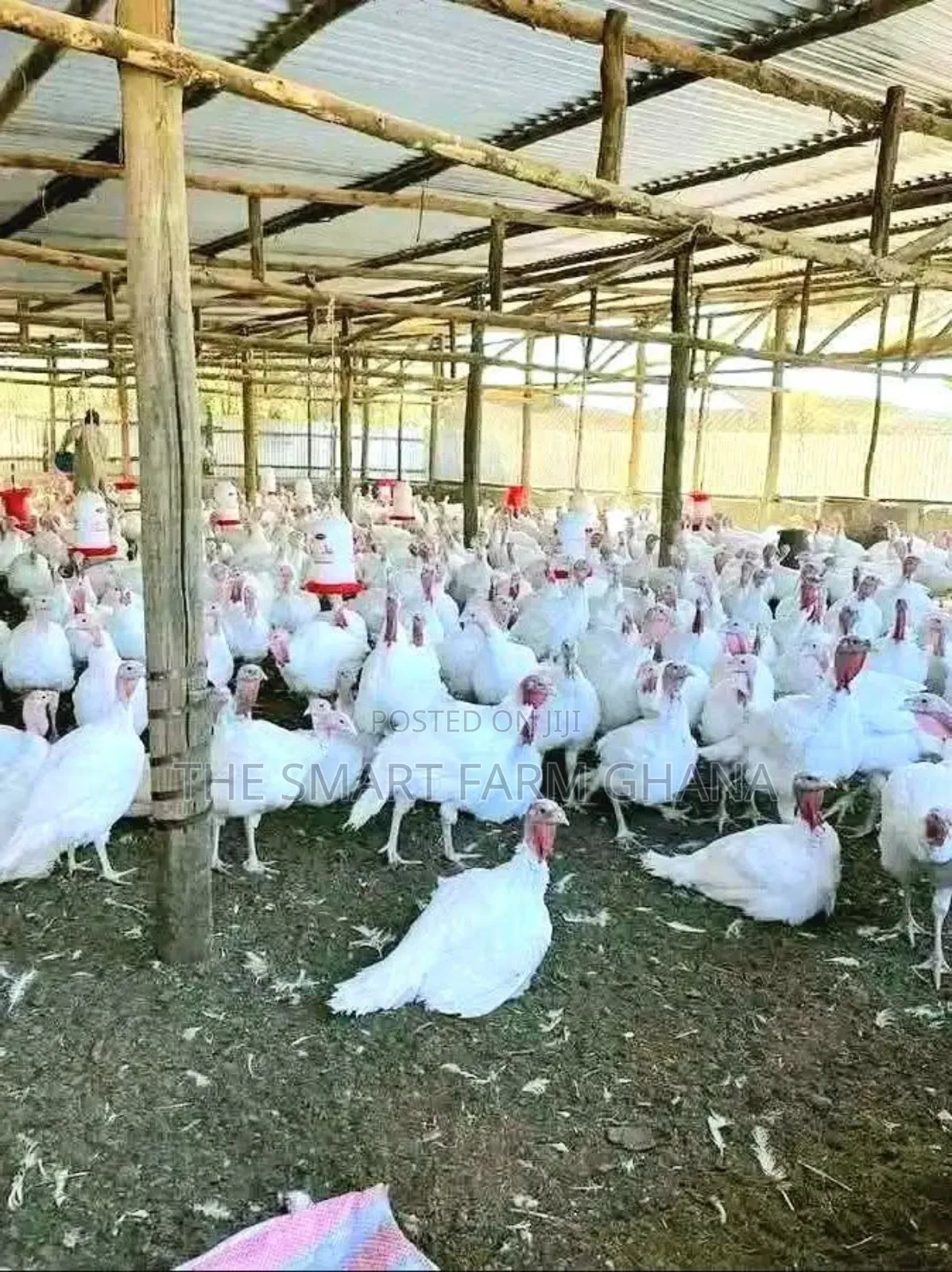 Incubation Service