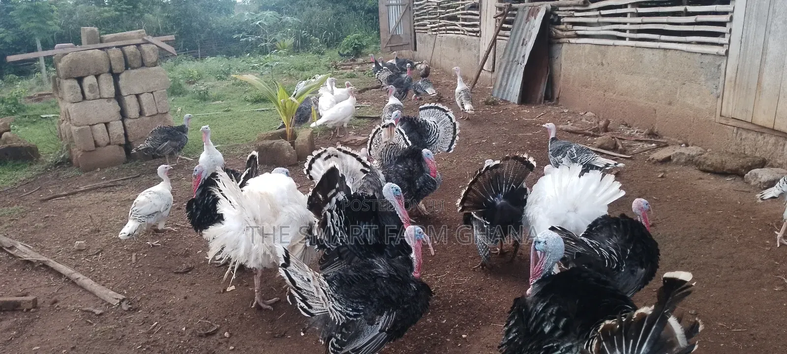 Incubation Service
