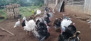 Incubation Service