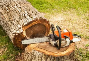 Tree Cutting With Chainsaw