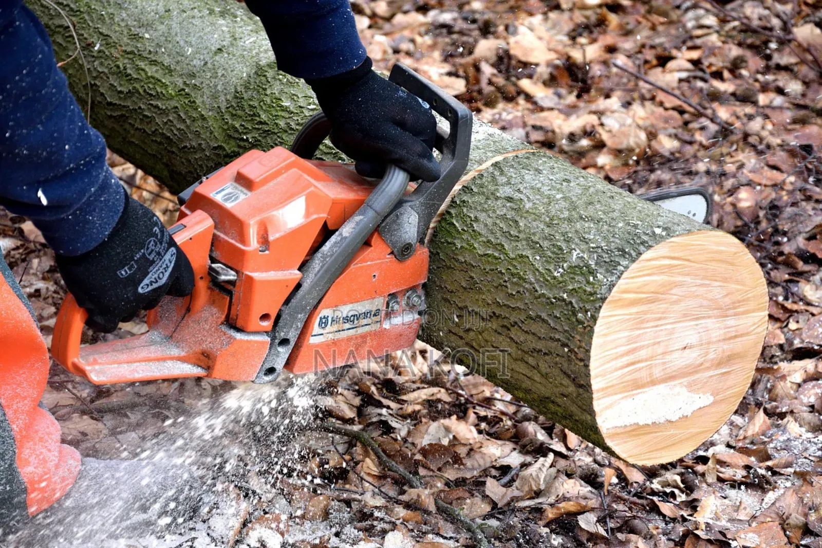 Tree Cutting With Chainsaw
