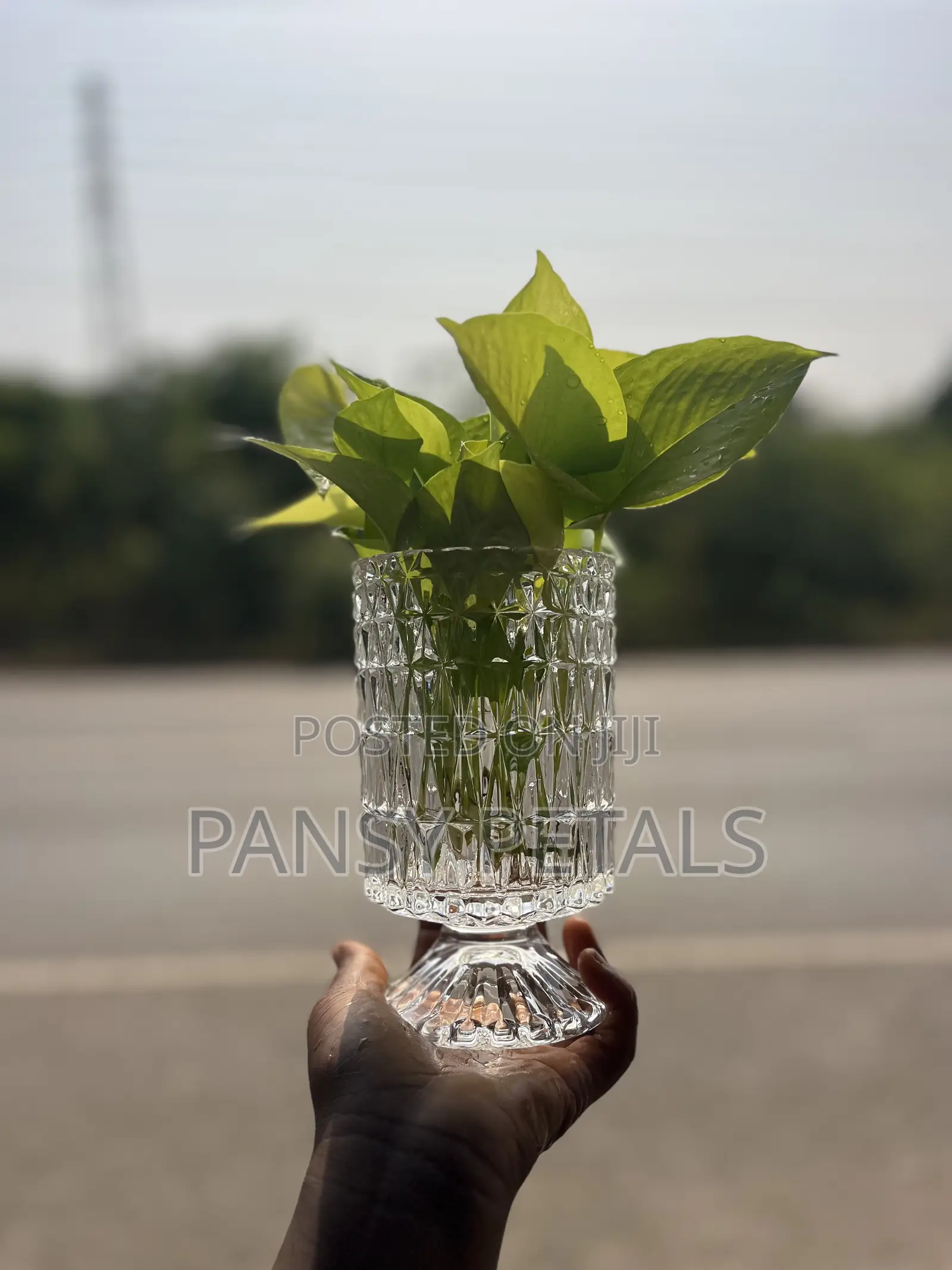 Money Plant in Water for Sale