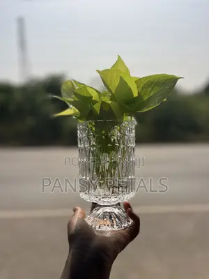 Money Plant in Water for Sale