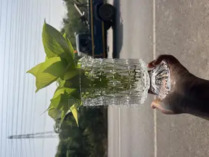 Money Plant in Water for Sale