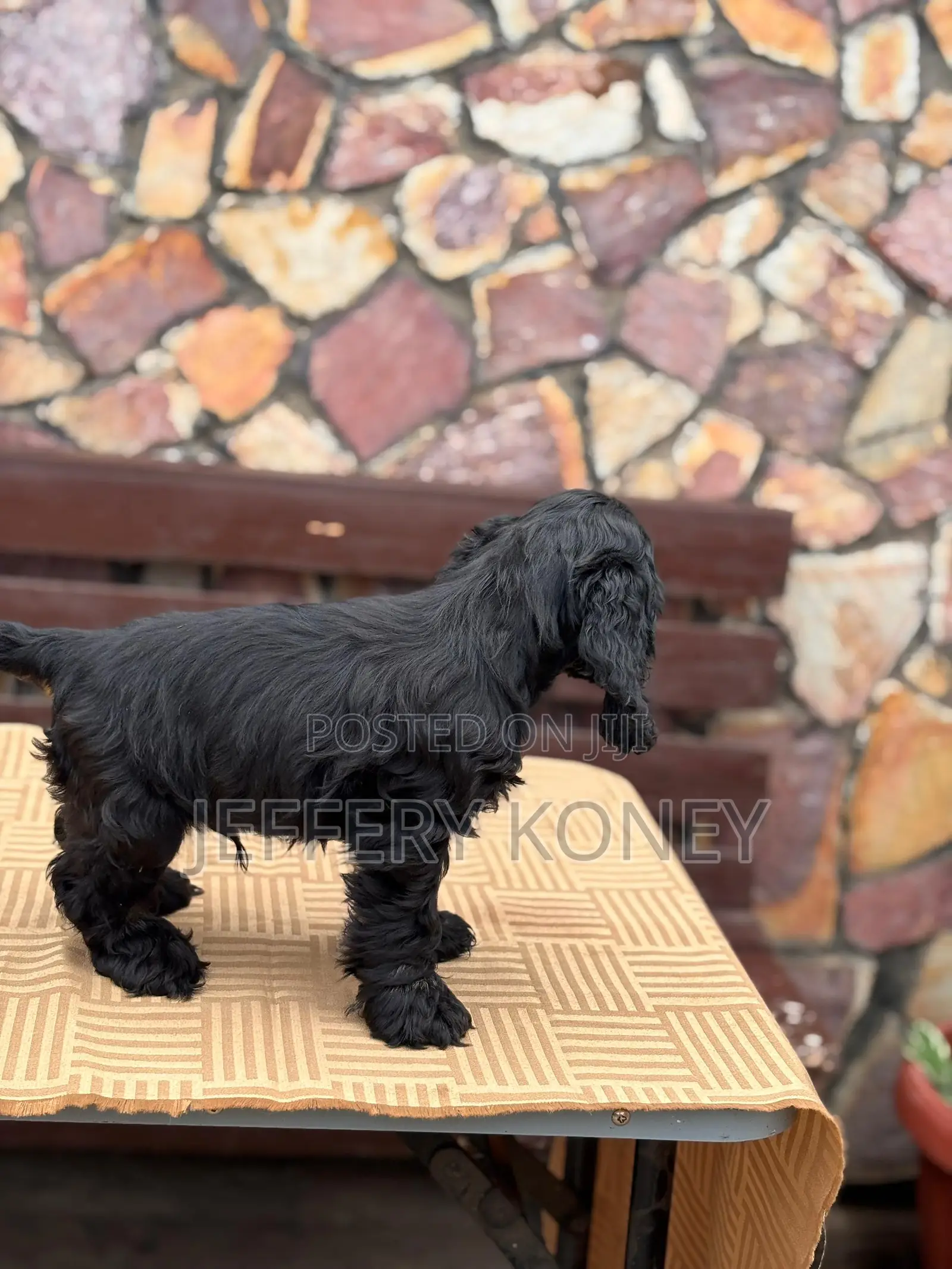 3-6 months Male Purebred Cocker Spaniel