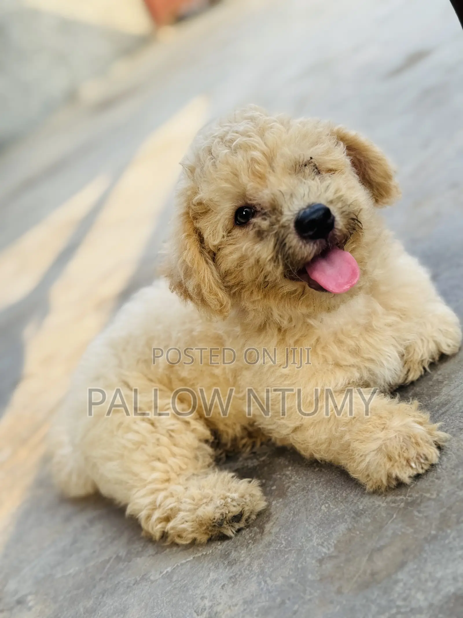 1-3 months Male Purebred Poodle
