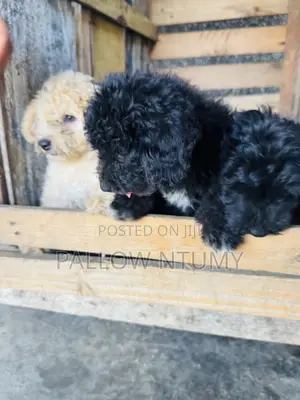 1-3 months Male Purebred Poodle