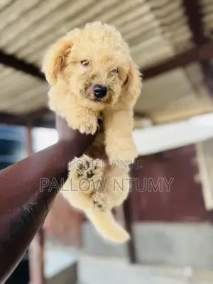 1-3 months Male Purebred Poodle