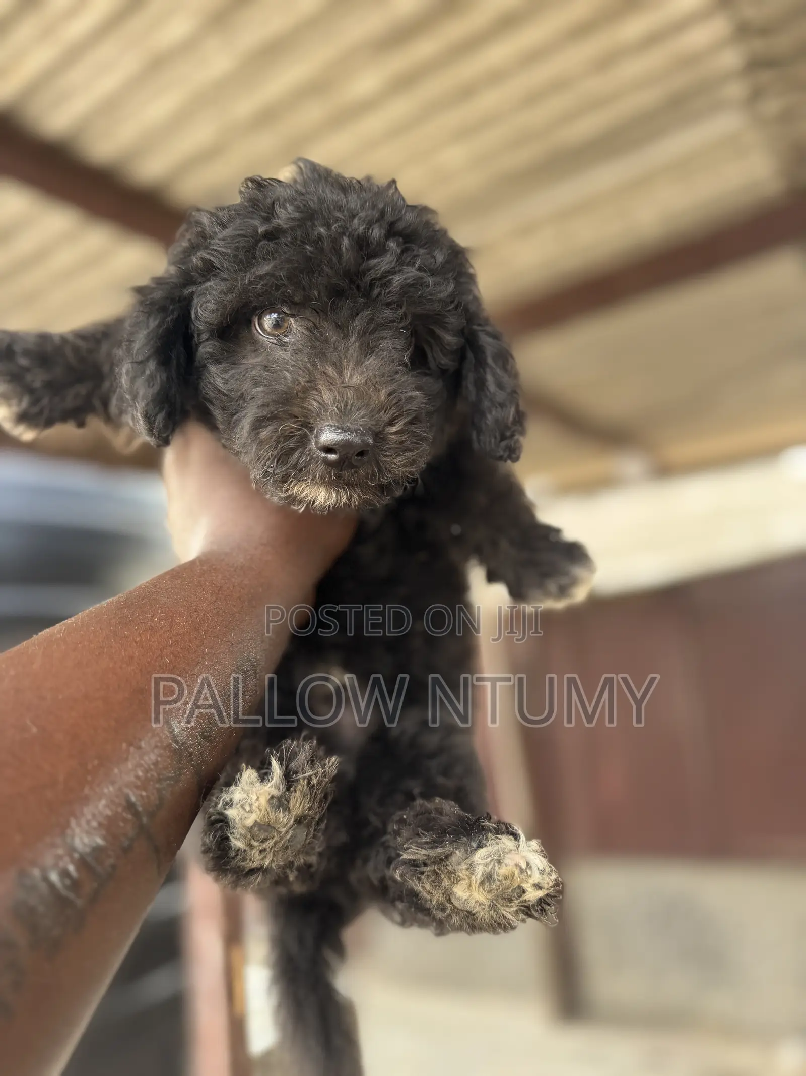 1-3 months Male Purebred Poodle