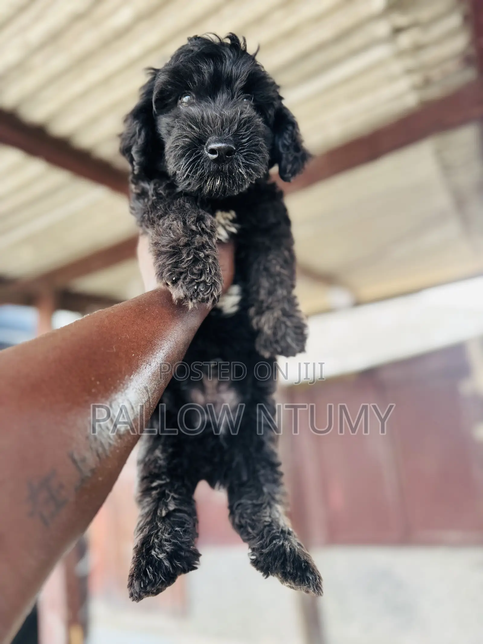 1-3 months Male Purebred Poodle