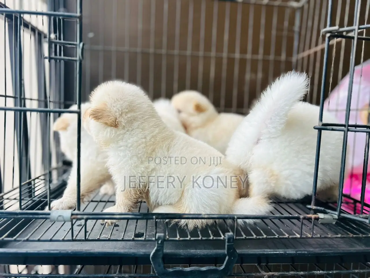 1-3 months Male Purebred Chow Chow