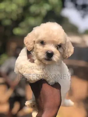 1-3 months Male Purebred Poodle