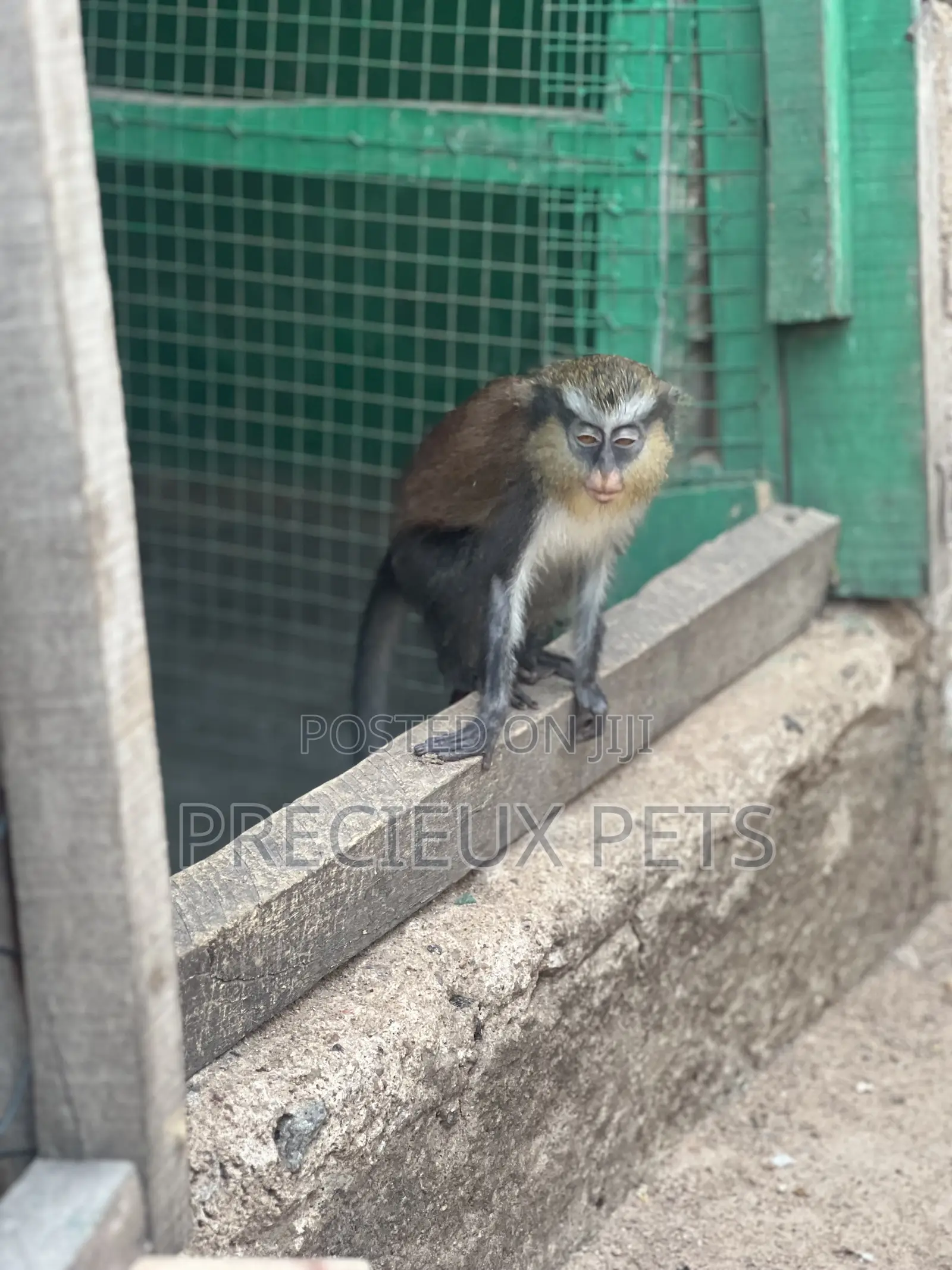 Female Baby Mona Pet for New Home