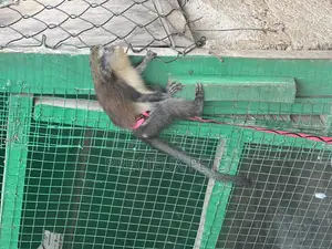 Female Baby Mona Pet for New Home