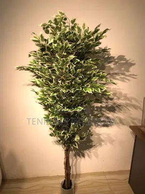 190cm Wood Banyan(Ficus) Plant