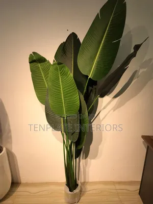 210cm Bird Of Paradise Plant