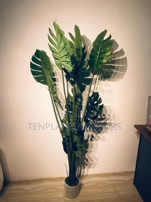 180cm Monstera Plant