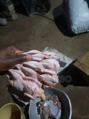 Quail Butchered and 4 Weeks Old Live Birds