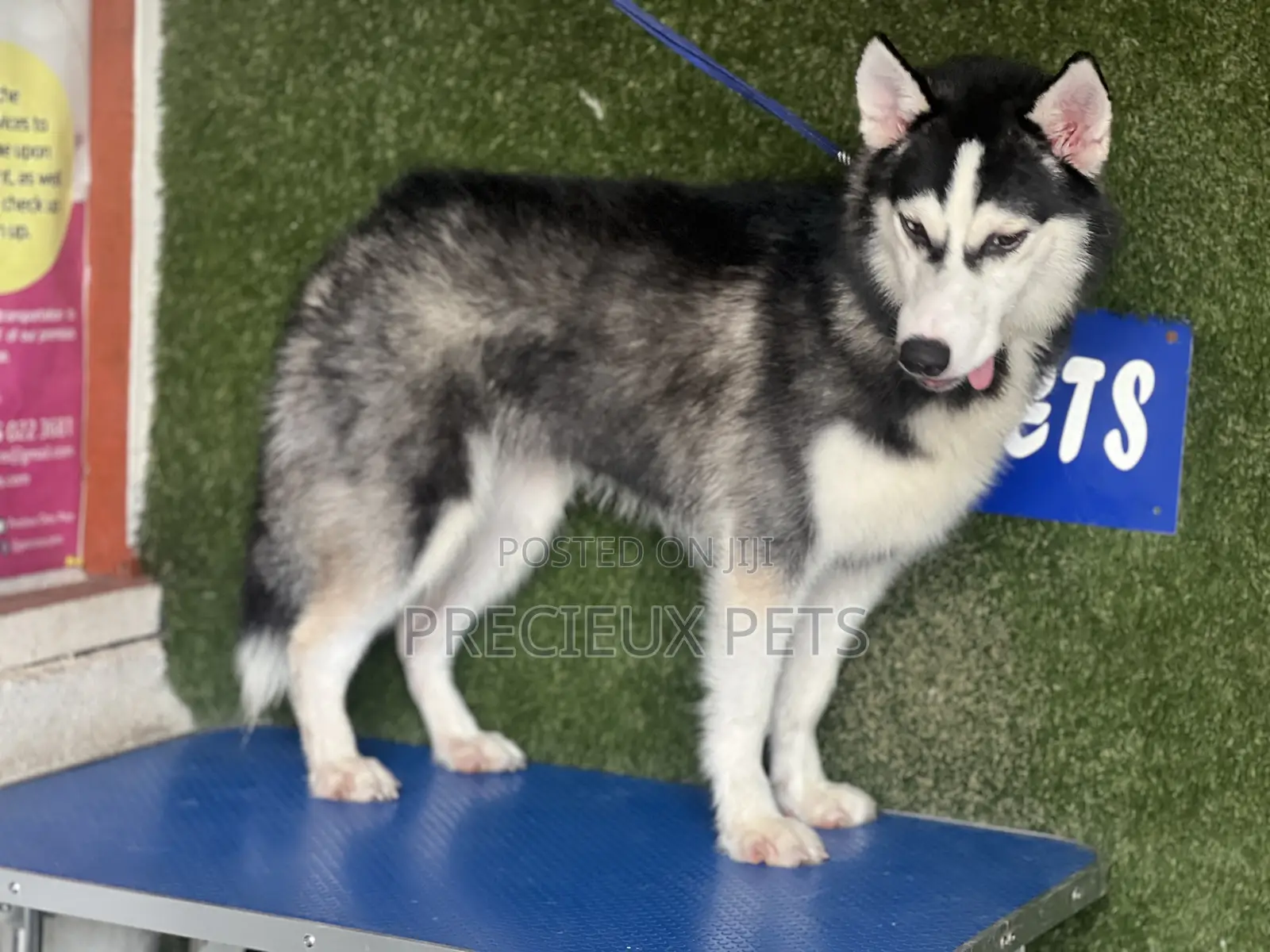 6-12 months Female Purebred Siberian Husky