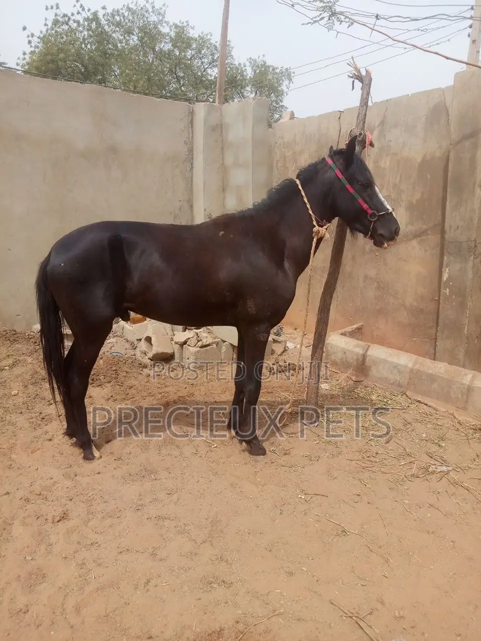 Male Stallion Available at Precieux-Pets