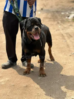 Adult Male Rottweiler for Stud Service or Mating