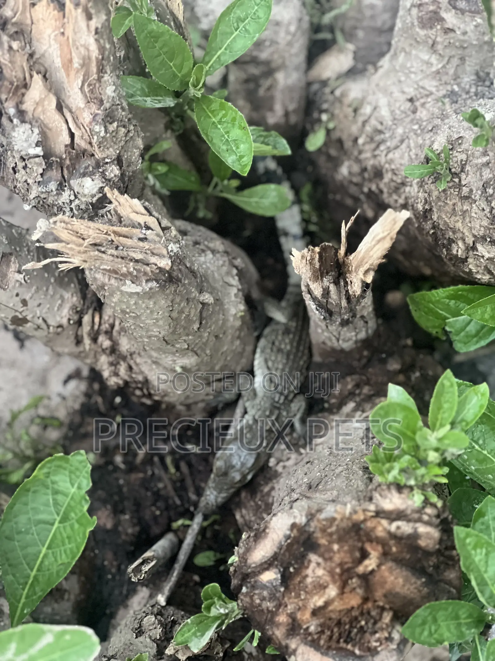 Crocodile Hatchlings Available