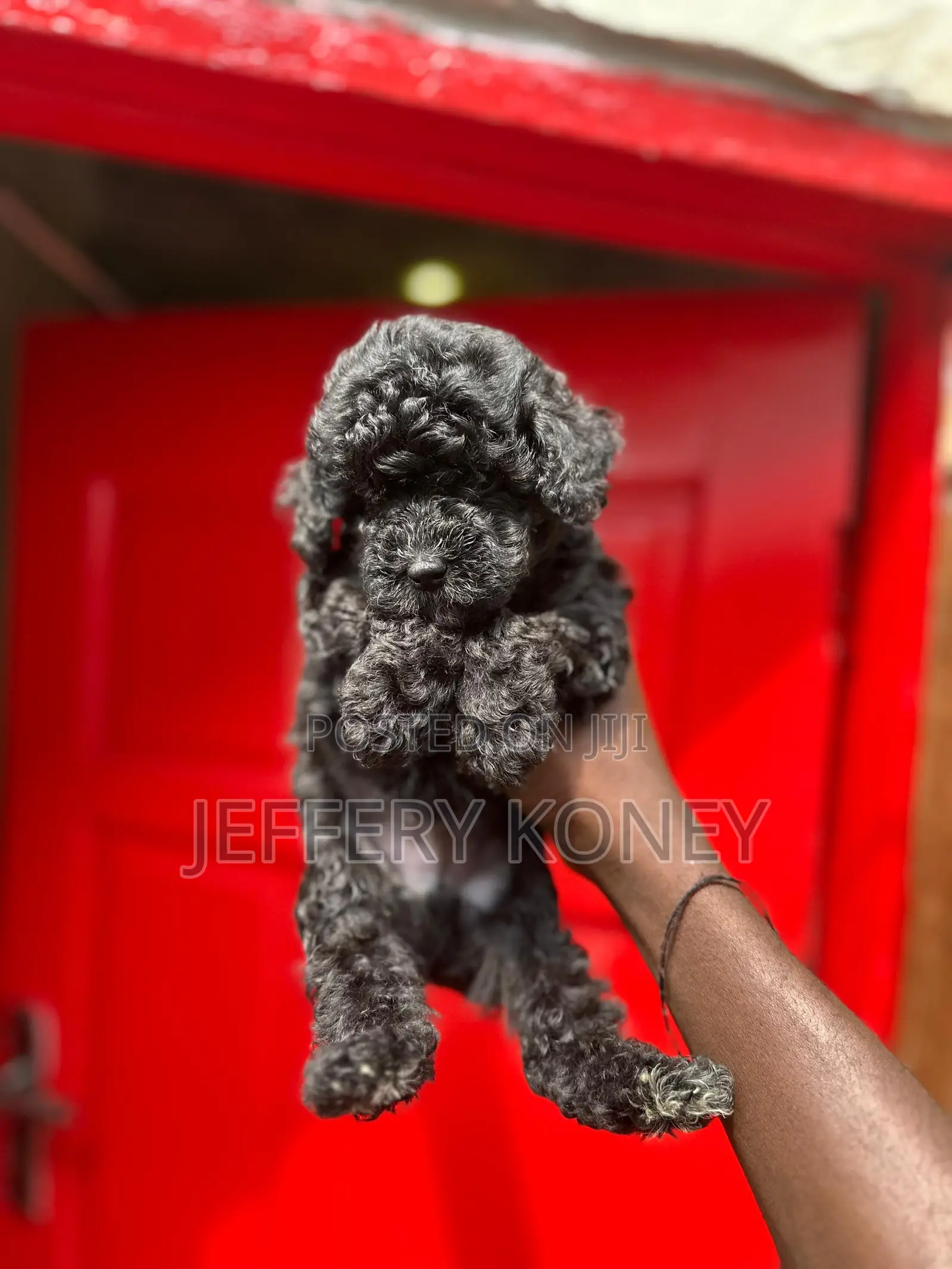 1-3 months Male Purebred Poodle