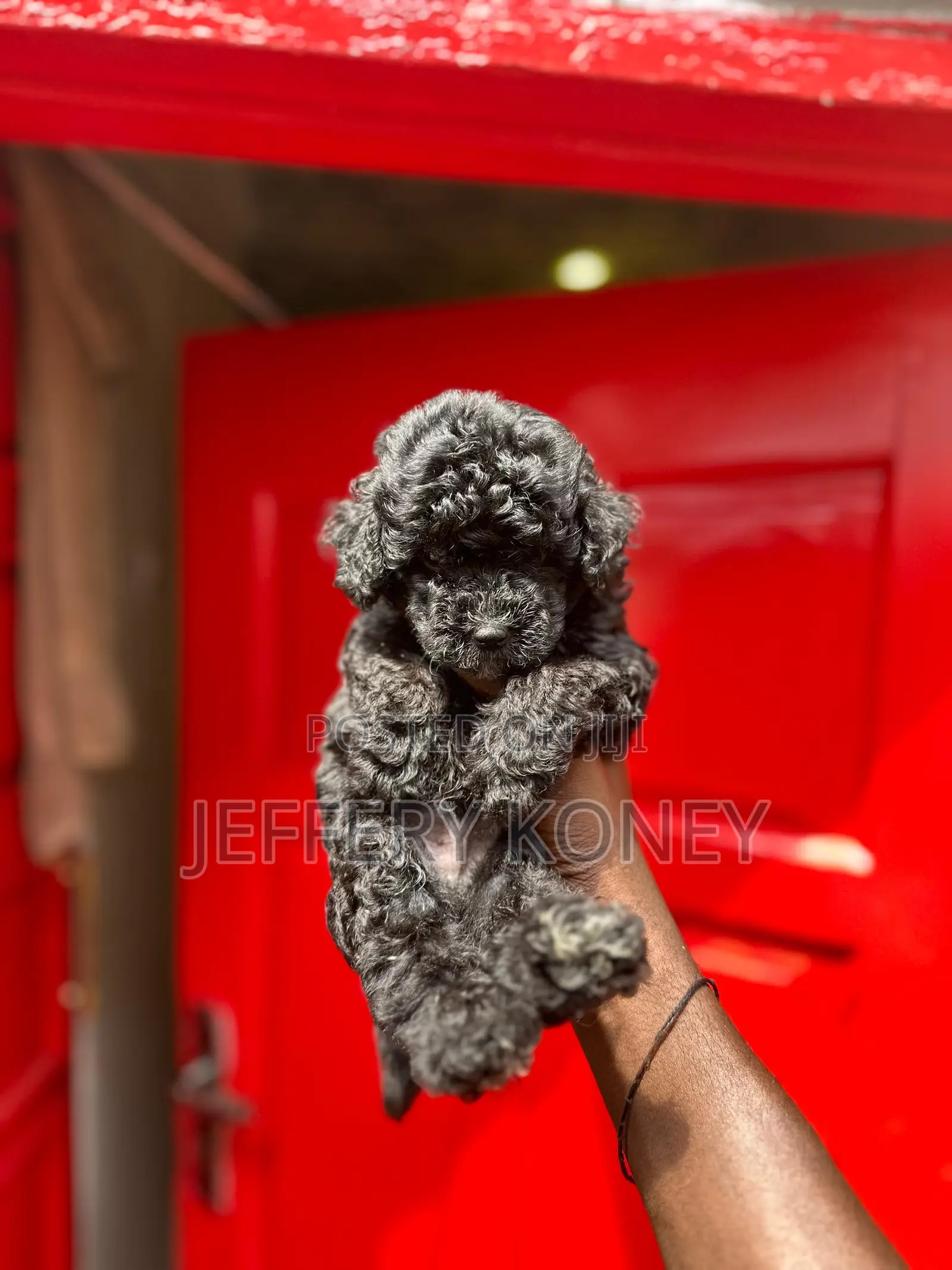 1-3 months Male Purebred Poodle