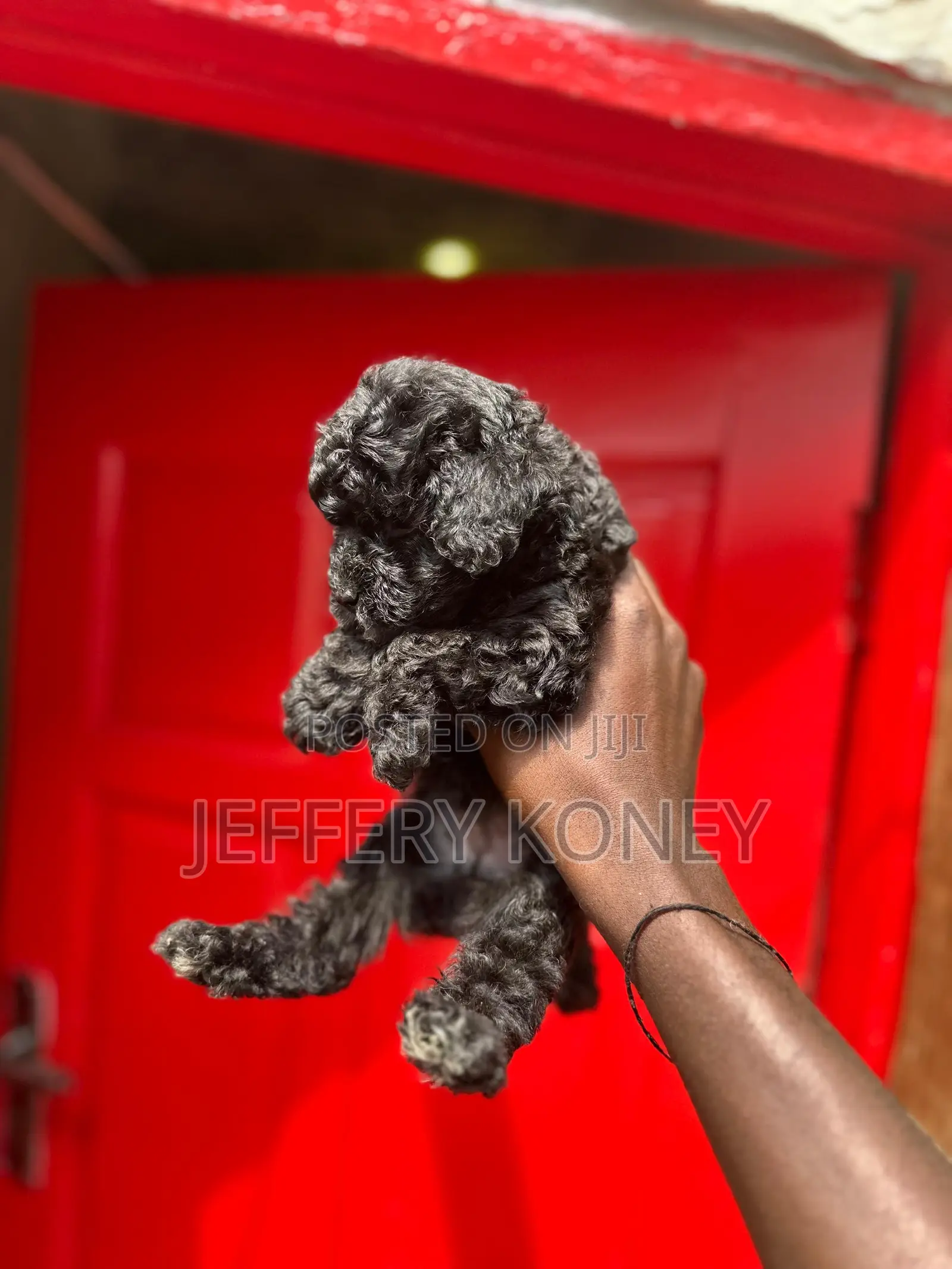 1-3 months Male Purebred Poodle