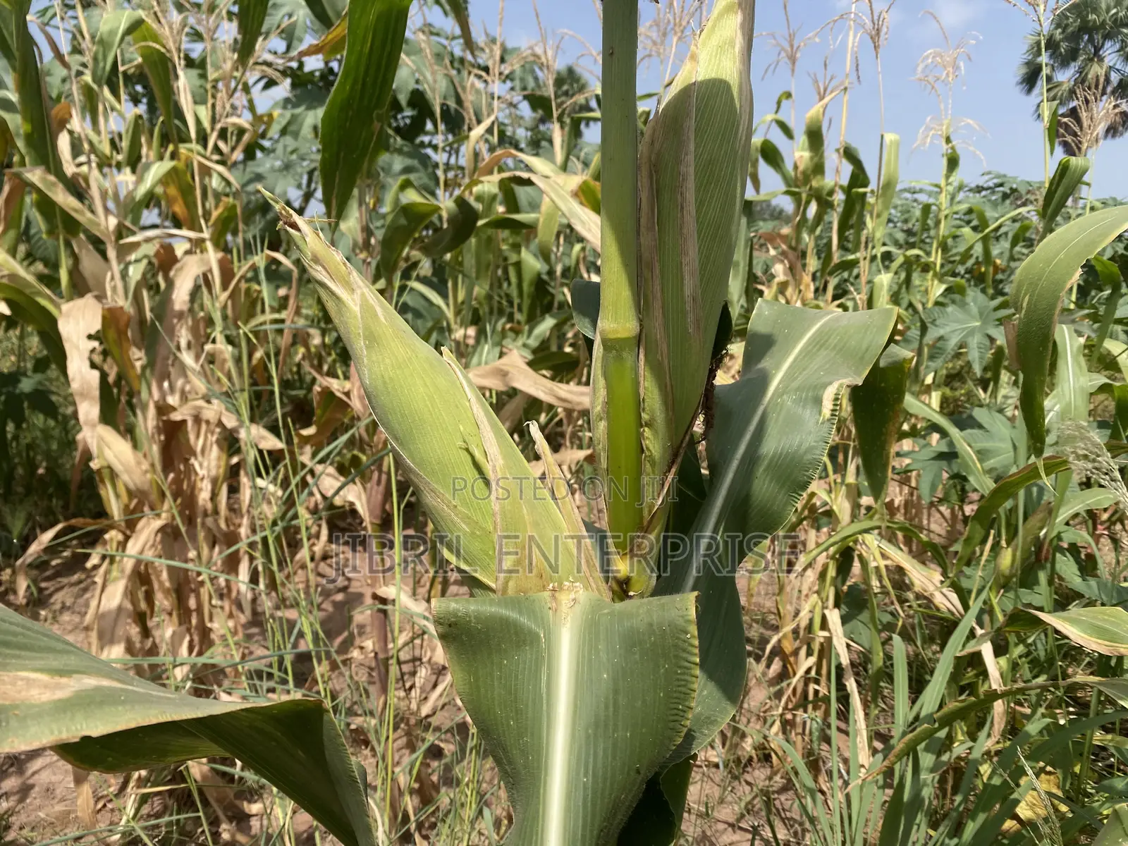 Togolese 60 Days Maize Seeds for Planting