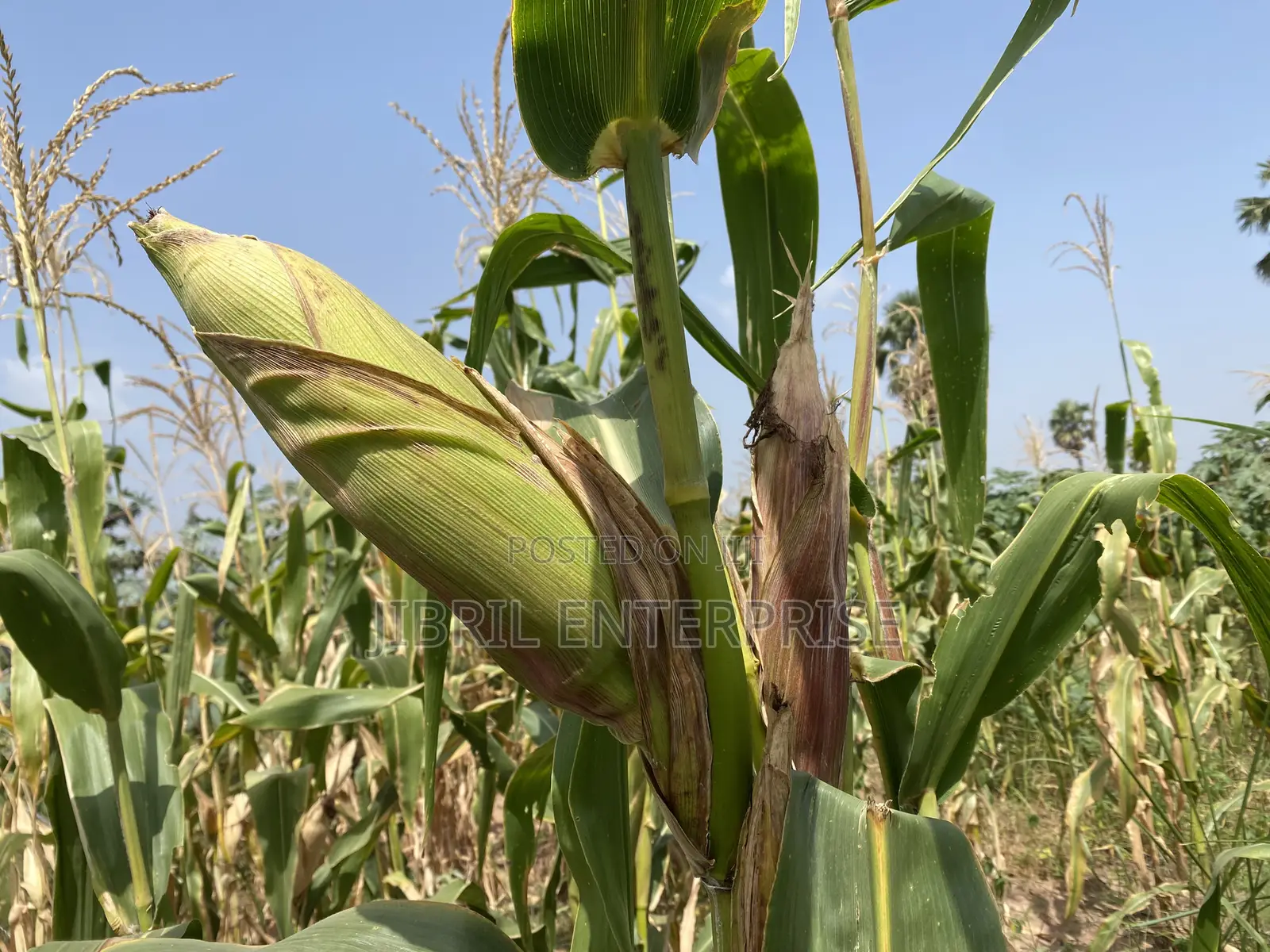 Togolese 60 Days Maize Seeds for Planting