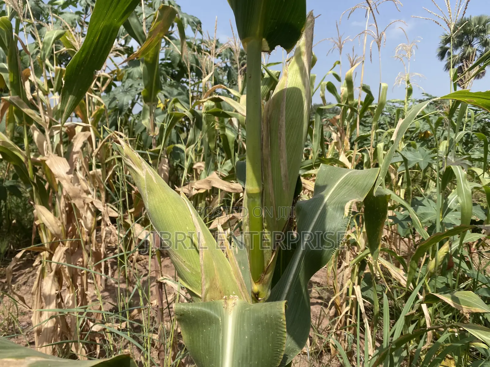 Togolese 60 Days Maize Seeds for Planting