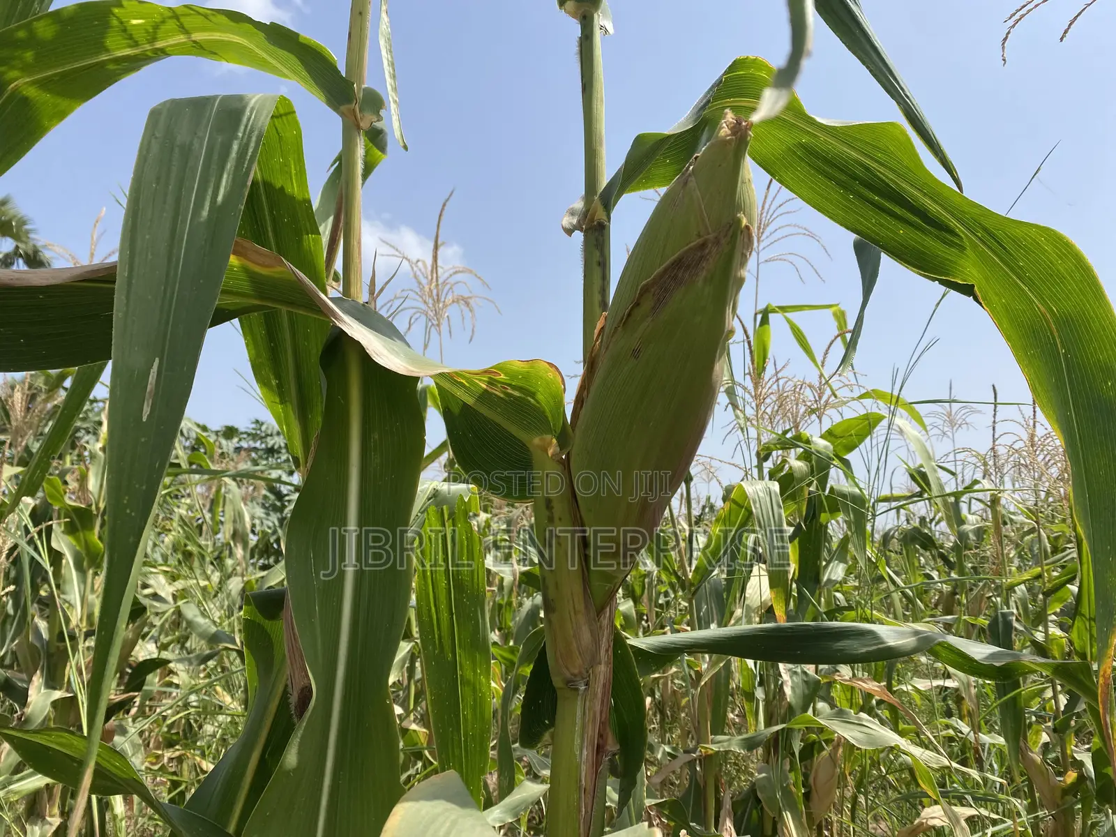 Togolese 60 Days Maize Seeds for Planting